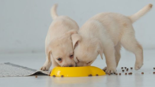 two yellow lab puppies messily eating kibble from the same bowl