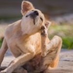 Light brown dog siting outside scratching their neck