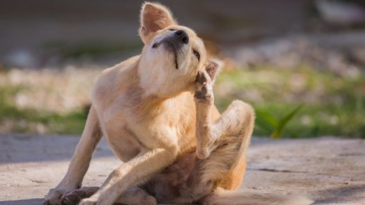 Light brown dog siting outside scratching their neck