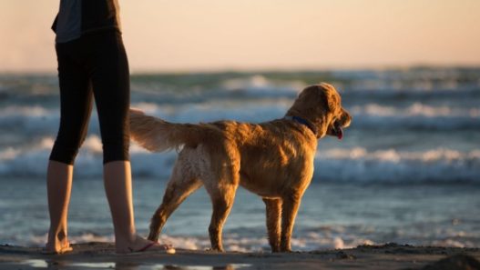 Human standing with dog on a beach at sunset