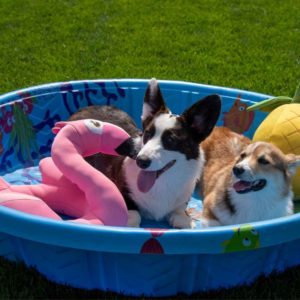 pet-friendly summer activity ideas - puppy pool party. Photo of two corgi dogs in a kid's pool with a flamingo and pineapple toys