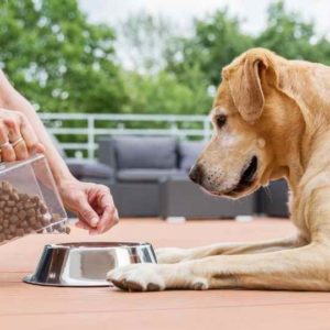 tips-how-to-get-your-dog-to-eat-slower-dog-eating