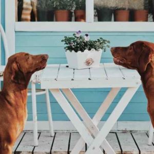 tips-how-to-get-your-dog-to-eat-slower-two-dogs-eating