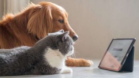 Dog and cat laying on the floor looking at a tablet. op three pet health monitoring devices