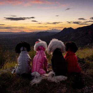 The-PBJ-Pack-Story-dogs-looking-at-sunset