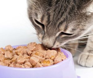 Curcumin-Cats-Cancer-cat-eating