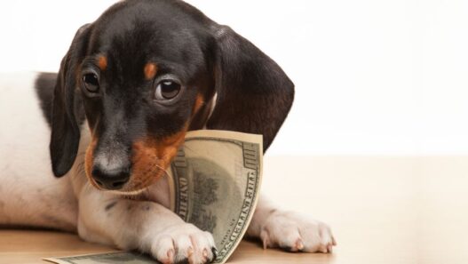 Photo of a dog holding a 100 dollar bill to illustrate a blog about how to get discount codes by sharing your experience with other cat and dog parents.