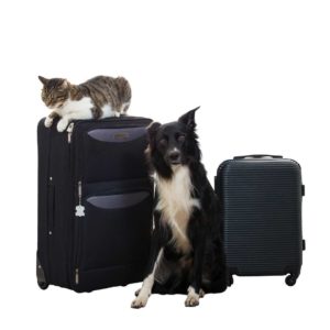 how-to-choose-a-pet-sitter-dog-and-cat-with-luggage