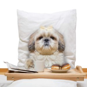 how-to-choose-a-pet-sitter-dog-hotel-in-bed