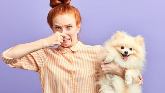 Young woman holding a white pomeranian in one arm and pinching her nose with the other. How to help your pet stop farting