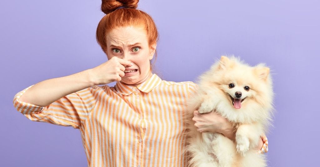 Young woman holding a white pomeranian in one arm and pinching her nose with the other. How to help your pet stop farting