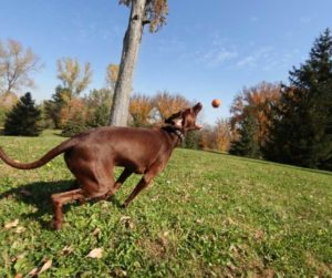 how-to-stop-your-dog-from-chasing-thing-dog-catching-ball