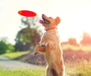 how-to-stop-your-dog-from-chasing-thing-dog-catching-fisbee