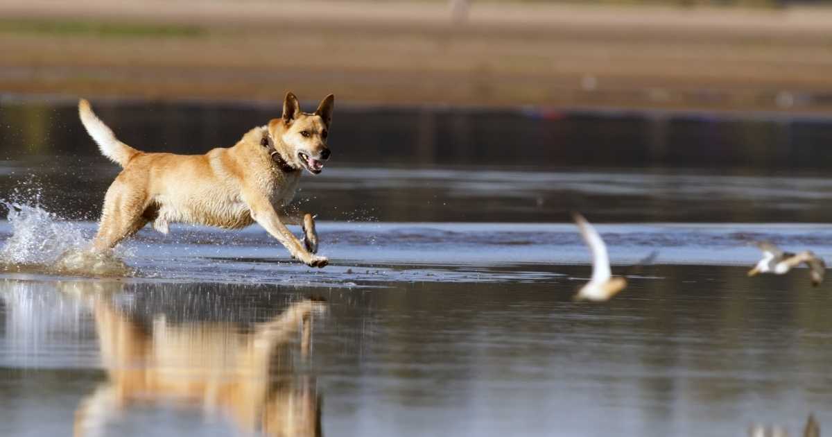 Prey Drive In Dogs What It Means And How To Deal With It, 41 OFF