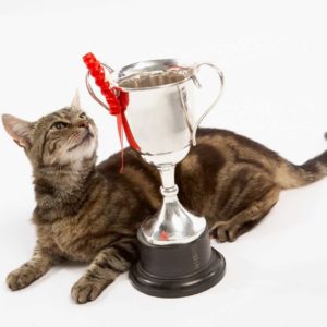 what-is-polydactyly-in-cats-cat-with-trophy