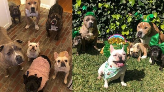 Bubba’s Crew: Supporting A Family Of Rescue Pups