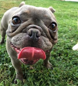 Blueberry the grey frenchie standing outside on the grass with her tongue sticking out