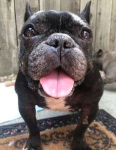 Black frenchie Gertie with her tongue sticking out