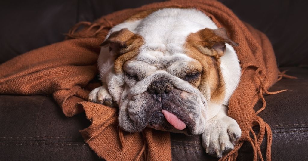 bulldog laying on a dark couch wrapped in a brown blanket with their tongue sticking out
