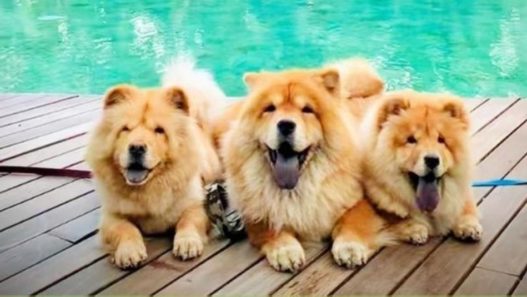Ehrlichia in Dogs: Nala, Sassy and Lilo’s Story