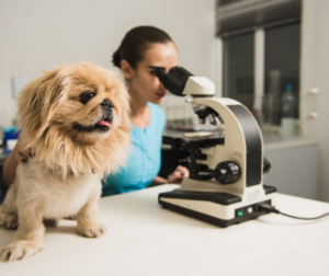 veterinarian looking into microscope with small dog sitting on the table next to her.