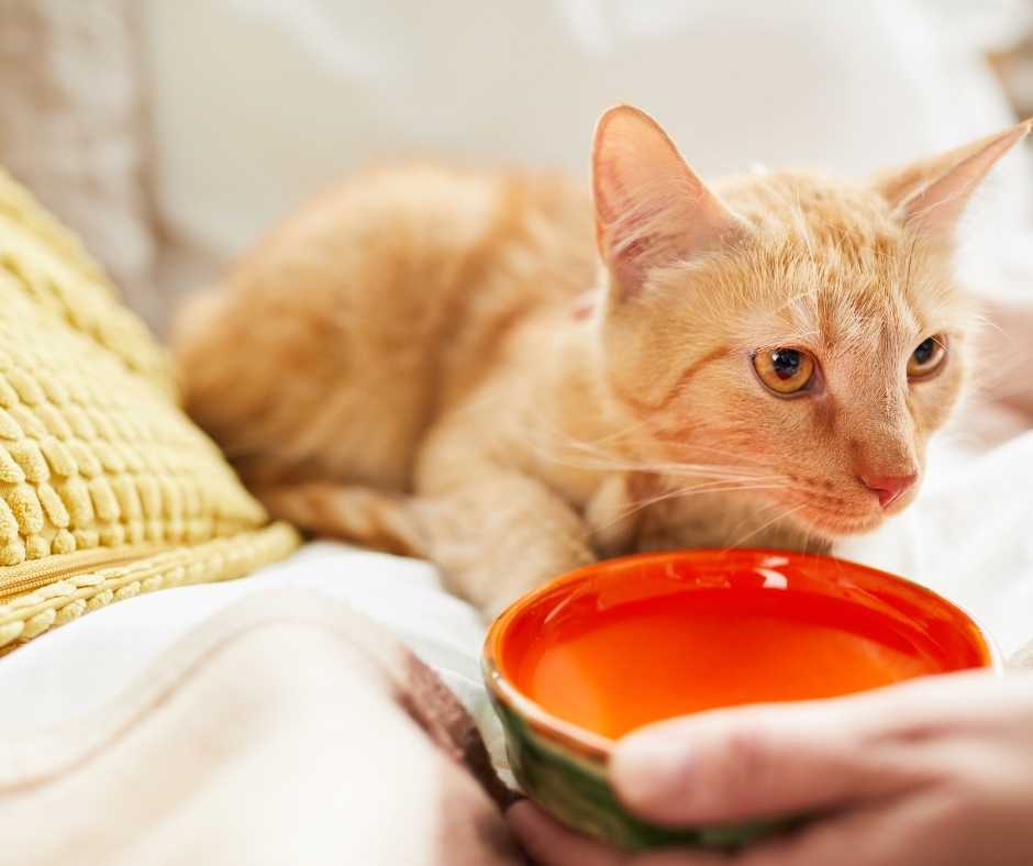 ginger cat drinking water from a bright orange bowl