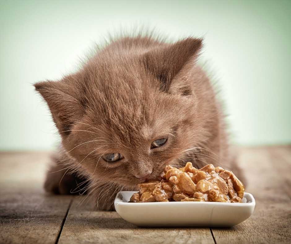 fuzzy kitten eating a bowl of wet food in front of a pale green background. Dehydration in pets