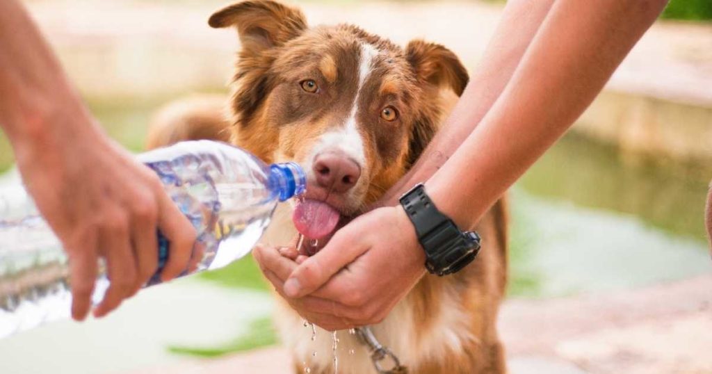 Dehydration in pets