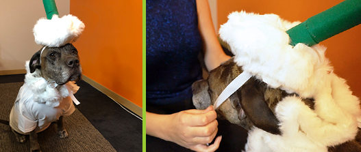 Halloween DIY Pet Costume Puppacino - feature image