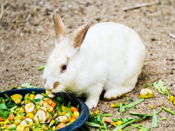 rabbit eating vegetables - how to care for rabbits