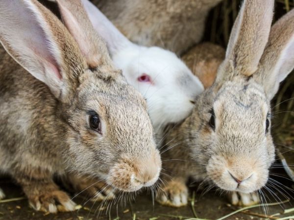 how-to-care-for-rabbits-rabbit-family - NHV Natural Pet Products Blog