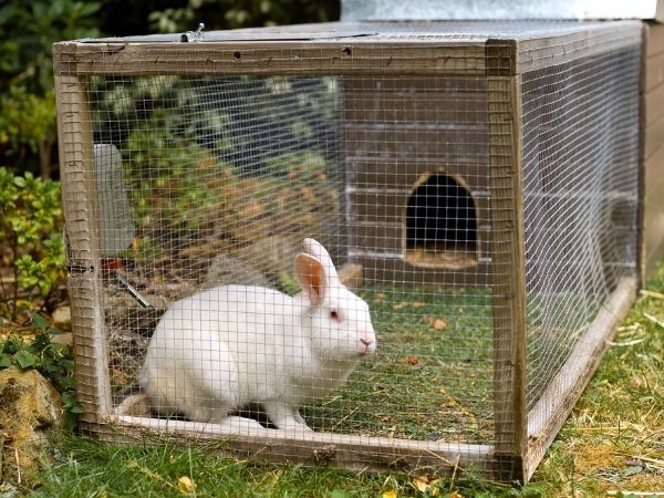 rabbit in enclosure - how to care for rabbits