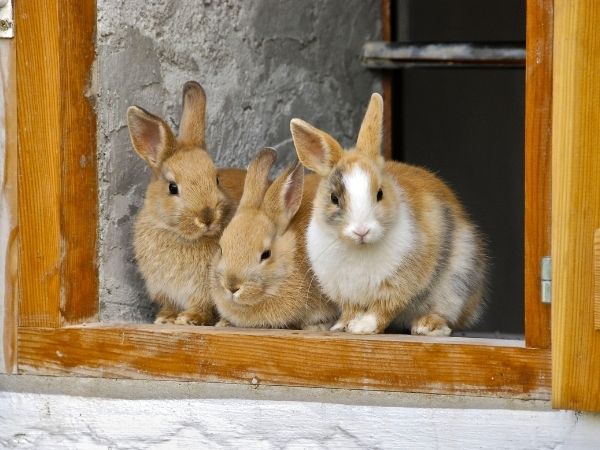 three rabbits in doorway - how to care for rabbits