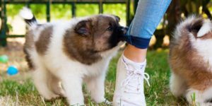 How to stop your dog from bitting