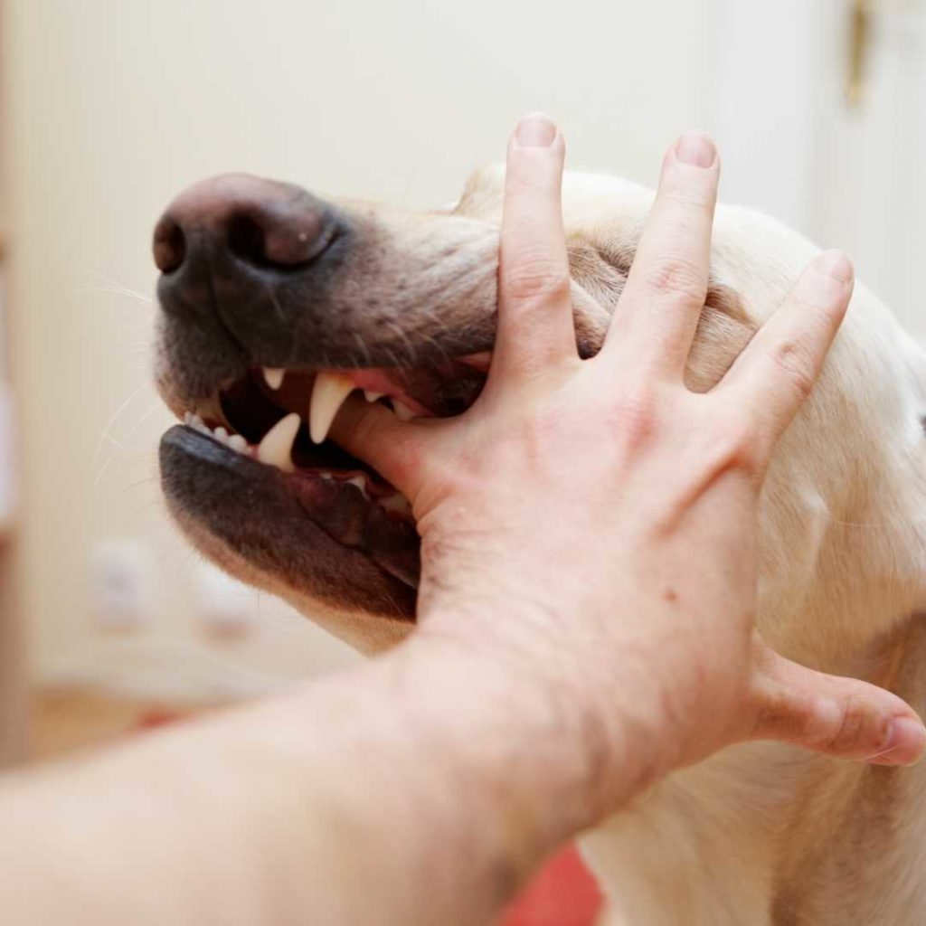 how-to-stop-your-dog-from-biting-dog-biting-hand - NHV Natural Pet Products Blog