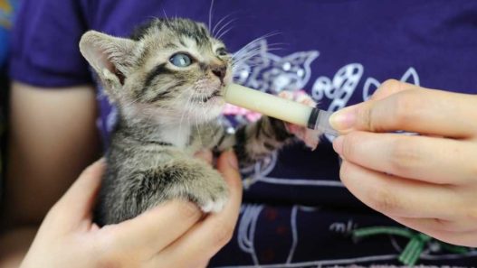 cat being force fed with syringe