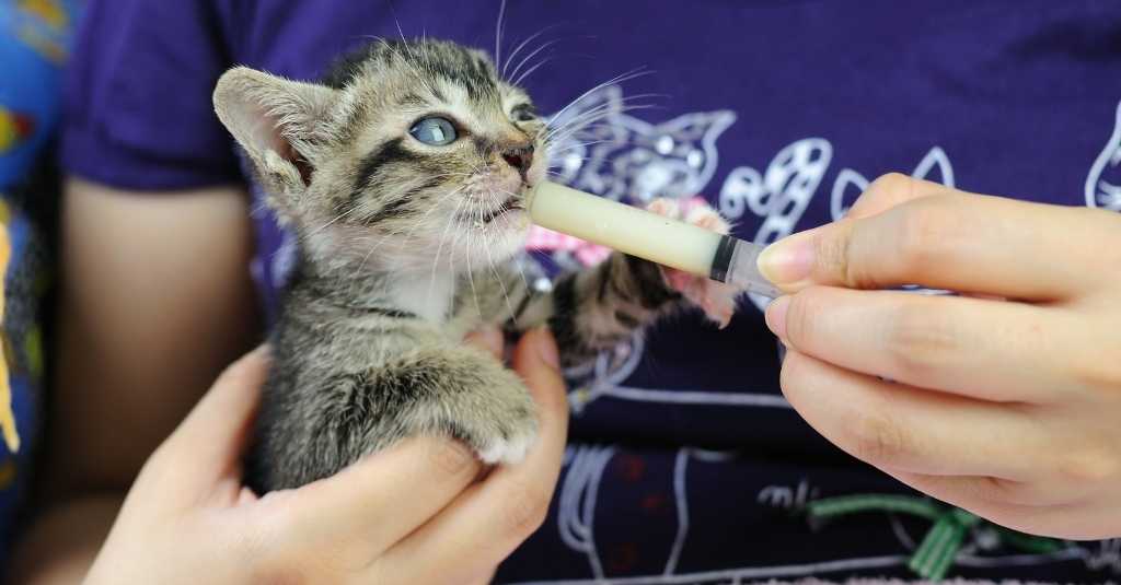 cat being force fed with syringe