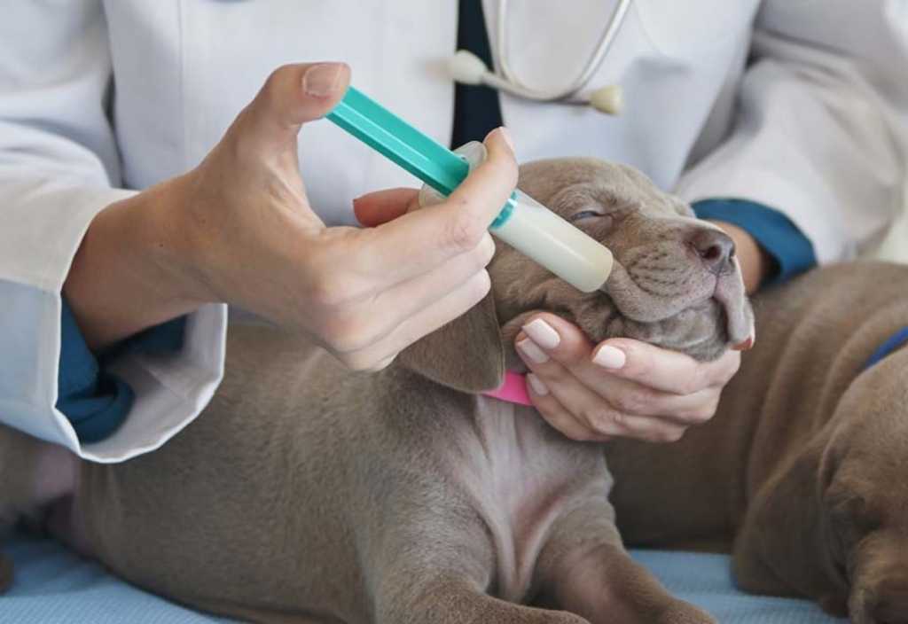 how-to-force-feed-your-pet-dog-being-forced-fed-with-syringe