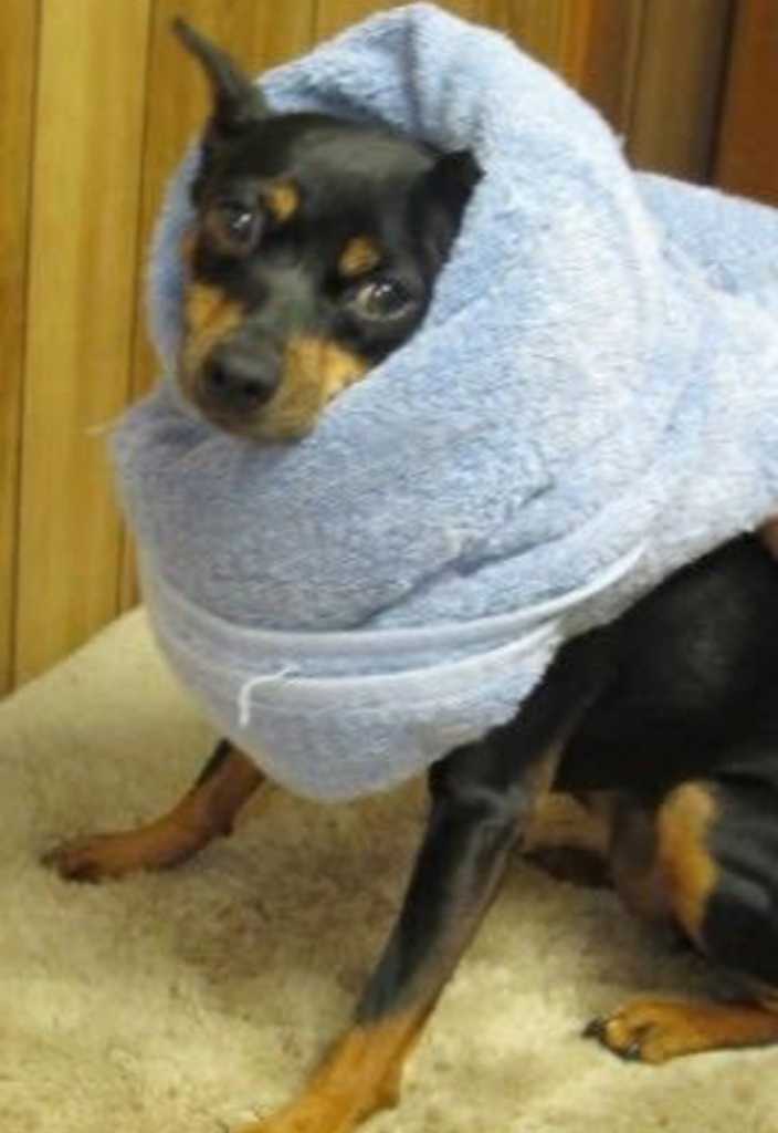 how-to-force-feed-your-pet-dog-wrapped-in-towel