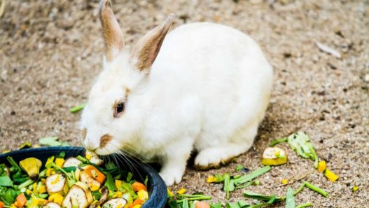 Diet tips for rabbits banner