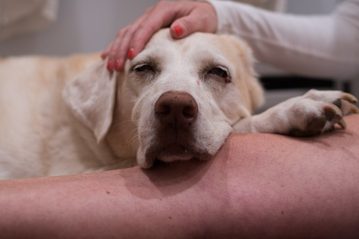 Yellow lab resting it's head on a woman's lap