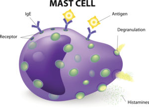 Diagram of a mast cell which may be affected by mast cell tumors in dogs
