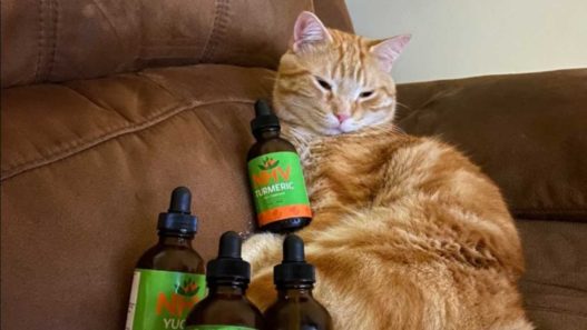 Turmeric NHV cats supplement