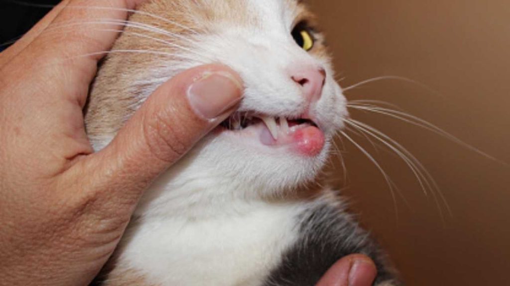 rodent ulcer on cat's bottom lip