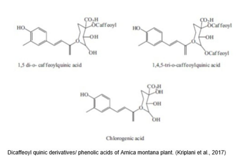 Dicaffeoyl quinic derivatives/ phenolic acids of Arnica montana plant. (Kriplani et al., 2017)