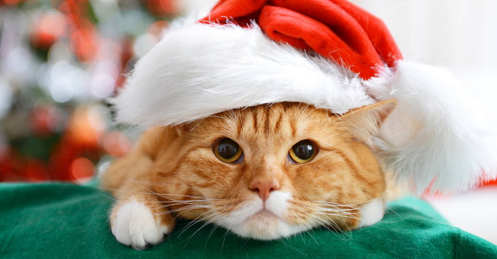 Ginger cat laying down and wearing a santa hat for the 12 days of petmas.