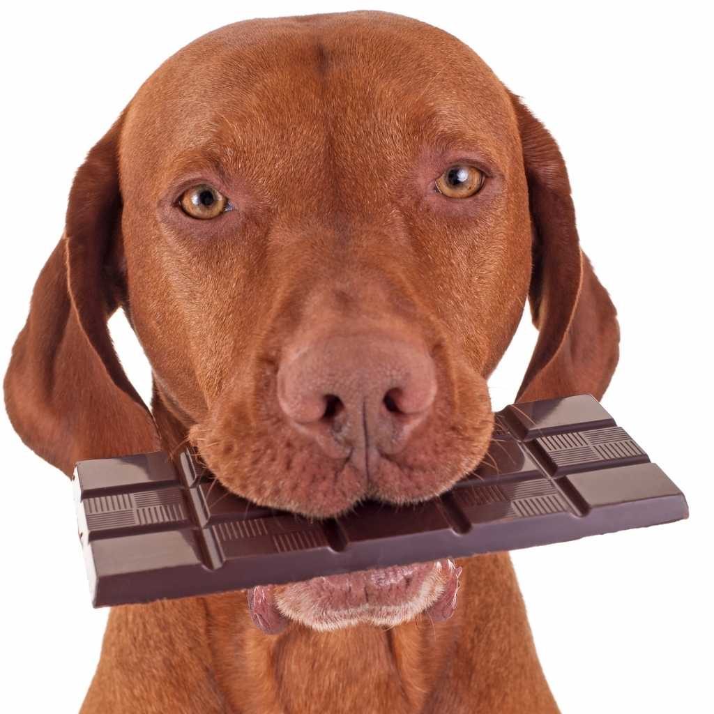 12 foods you didn't know are toxic to pets. Dog eating chocolate