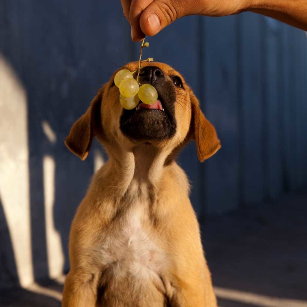12 foods you didn't know are toxic to pets. Dog eating grapes
