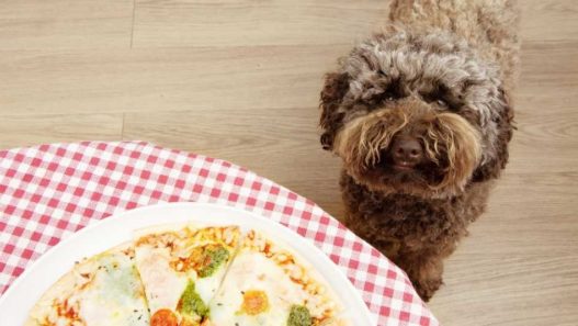 foods you didn't know are toxic to pets. Dog staring at pizza on counter