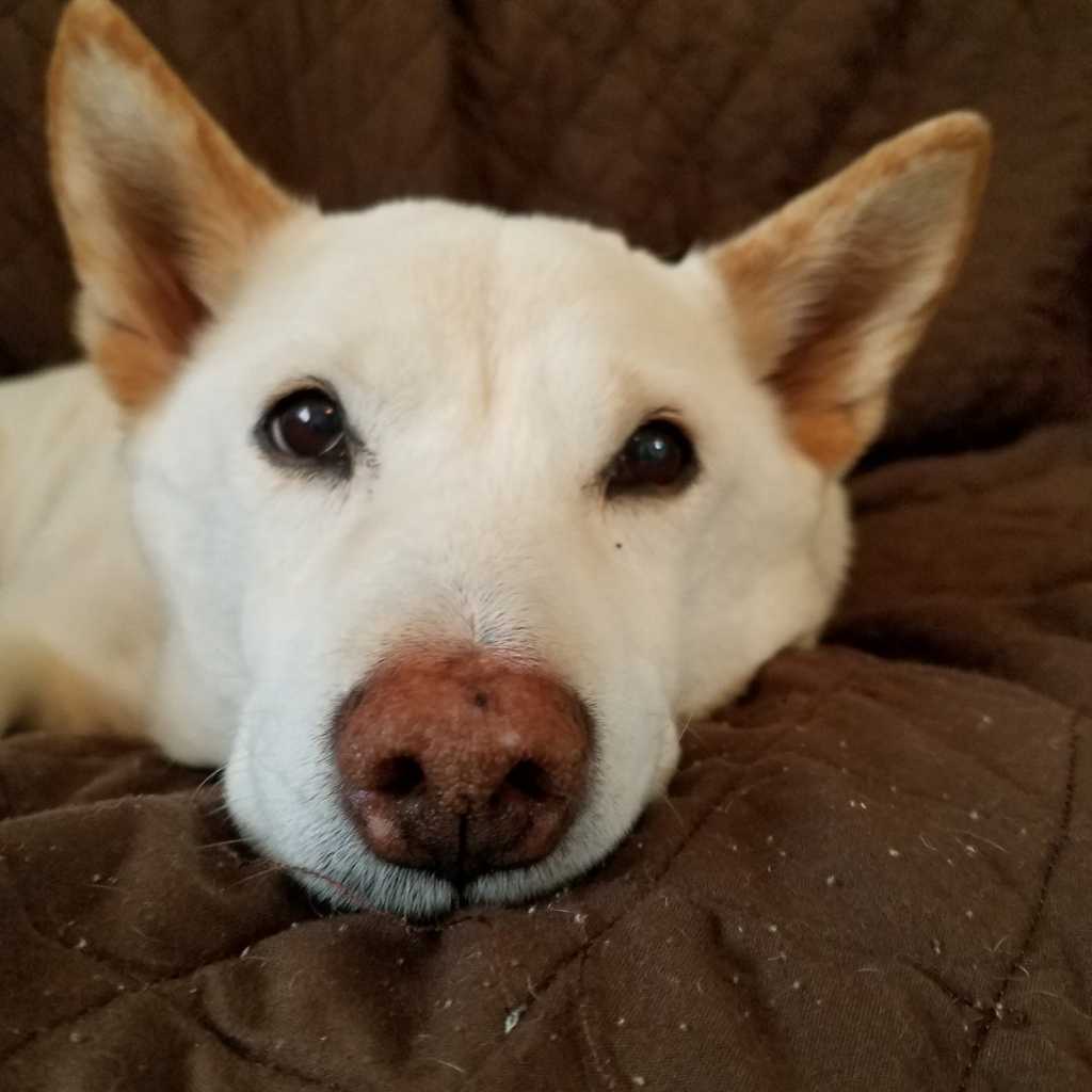 5 Ways You're Raising Your Pet Wrong NHV Natural Pet Products Blog